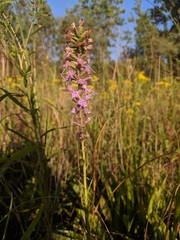 Liatris spicata spicata