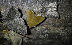 Anomis illita