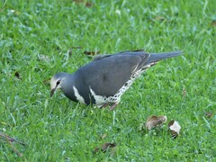 Leucosarcia melanoleuca