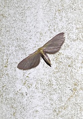 Leptostales laevitaria