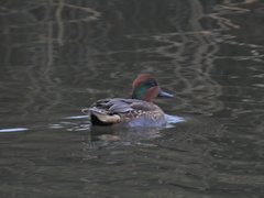 Anas crecca carolinensis