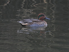 Anas crecca carolinensis