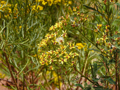 Senecio rudbeckiifolius