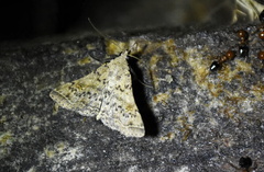 Bleptina caradrinalis