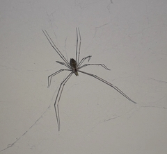 Crossopriza lyoni