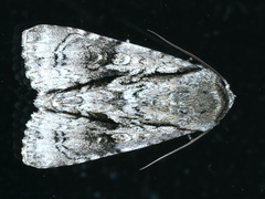 Turnerinycta phaeocosma
