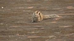 Funambulus pennantii