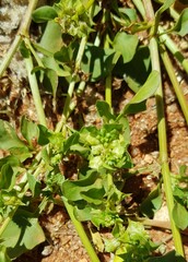 Rumex hypogaeus