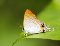 Hypolycaena thecloides
