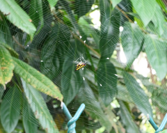 Gasteracantha fornicata