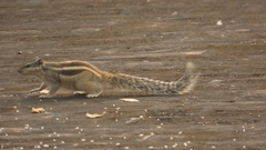 Funambulus pennantii