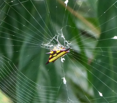 Gasteracantha fornicata