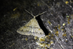 Bleptina caradrinalis