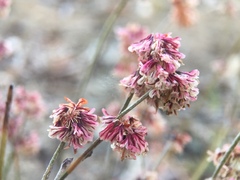 Eriogonum wrightii oresbium