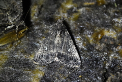 Condica albigera