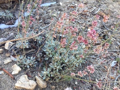 Eriogonum wrightii oresbium