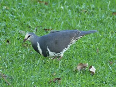 Leucosarcia melanoleuca