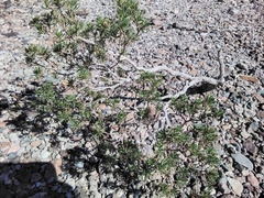 Peucephyllum schottii