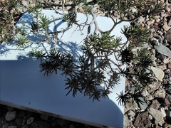 Peucephyllum schottii