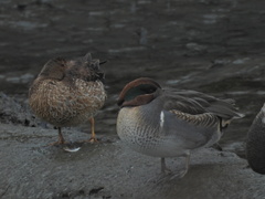 Anas crecca carolinensis