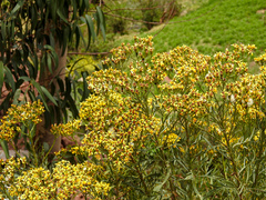 Senecio rudbeckiifolius