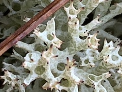 Cladonia uncialis
