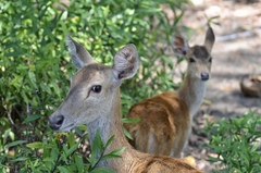 Rusa timorensis