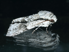 Turnerinycta phaeocosma