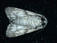 Turnerinycta phaeocosma