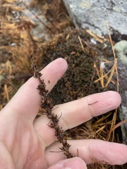 Liatris helleri