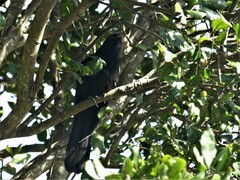 Eudynamys orientalis