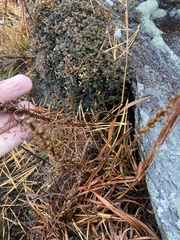 Liatris helleri