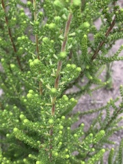 Erica scabriuscula