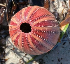 Amblypneustes formosus