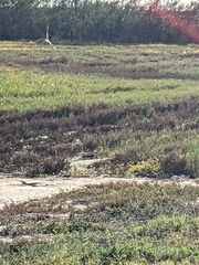 Charadrius vociferus