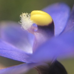 Thelymitra holmesii
