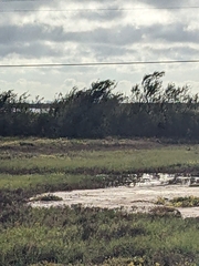 Charadrius vociferus