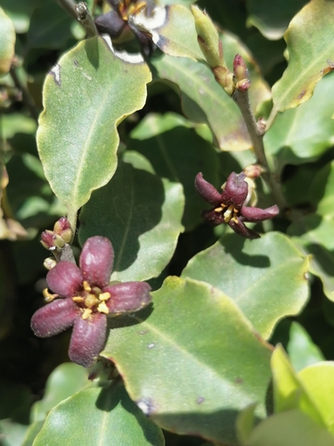Pittosporum tenuifolium iNat (1)