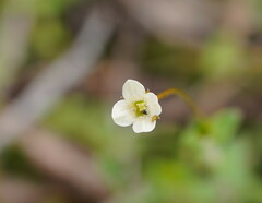 Mitrasacme polymorpha