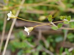 Mitrasacme polymorpha