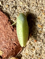 Rugosana querci