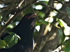 Eudynamys orientalis