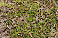 Mitrasacme polymorpha