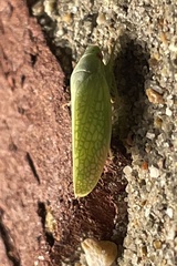 Rugosana querci