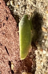 Rugosana querci