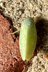 Rugosana querci