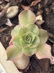 Aeonium percarneum