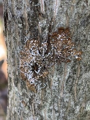 Melanelixia subaurifera