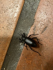 Coelocnemis dilaticollis