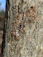 Melanelixia subaurifera